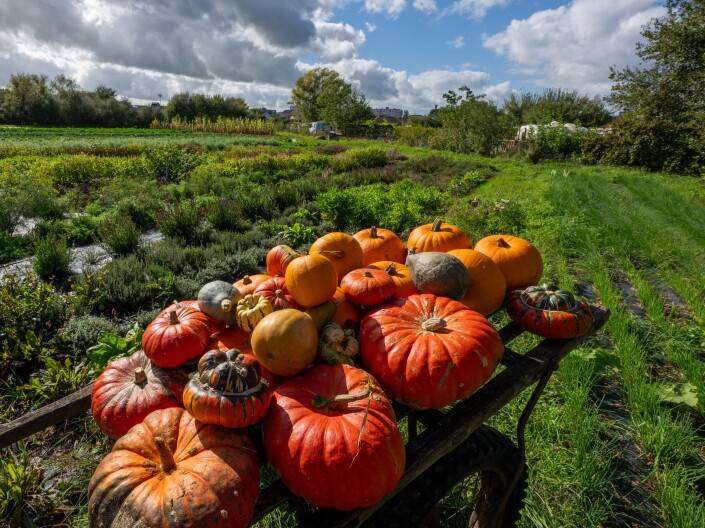 Pumpkin: A favorite sign of fall, with a bit of shady history