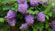 Why You Should Avoid Fertilizing Wisteria Plants In The Fall, And What To Do Instead