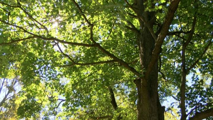 West Toledo residents start petition to save trees from sidewalk project