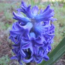 Bulbs For Spring Start Now