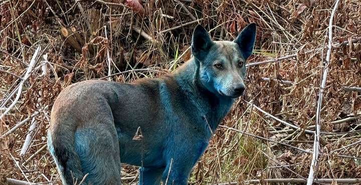¿Perros azules en Chernóbil? Esto dicen los científicos sobre su extraño color