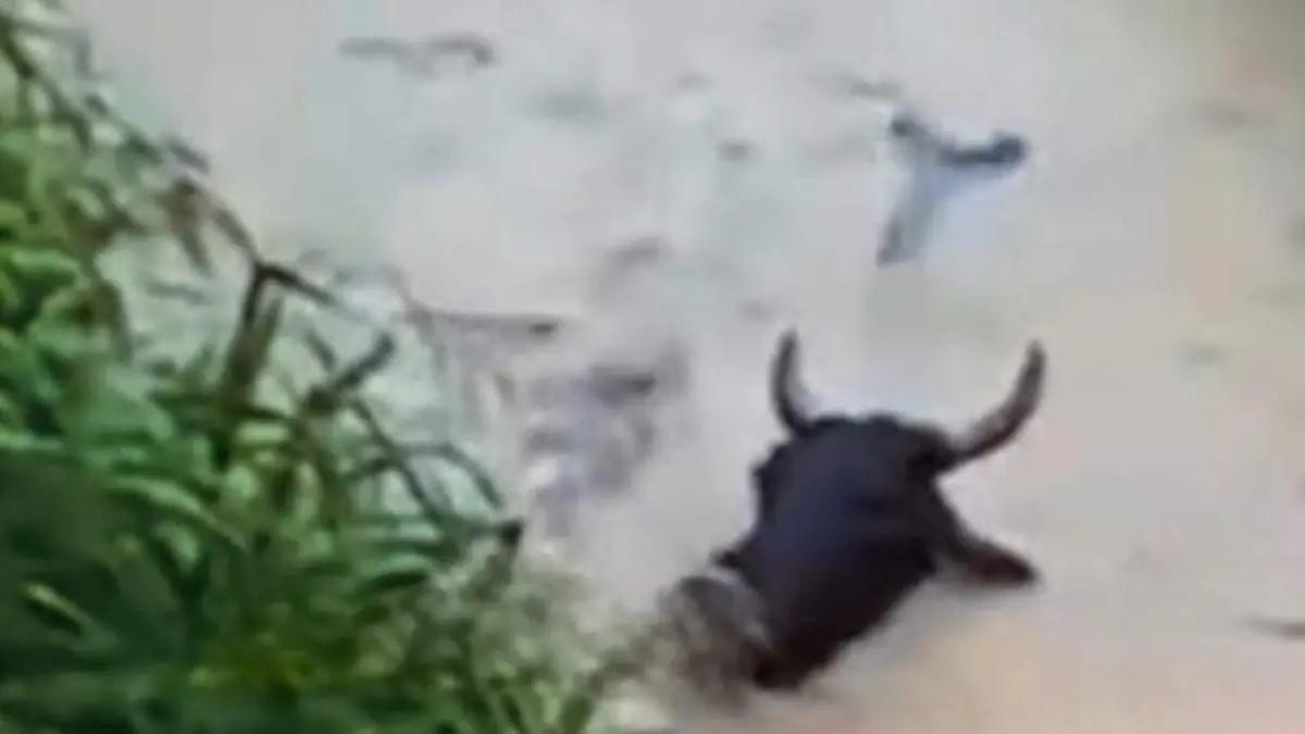 Ganaderos del norte de Puebla se unen contra la rapiña de animales arrastrados por el río