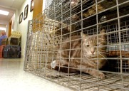 It’s the only low-cost spay/neuter clinic in Northampton County. And it’s open in the Slate Belt.