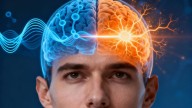 Descubierto el "interruptor" cerebral que activa la toma de decisiones