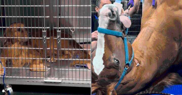 Golden Retriever’s Hilarious Reaction to Horse at Vet Has Millions Laughing Online