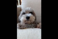 No One Prepared for Face of Tiny Dog on Europe Vacation: ‘His Whole World’