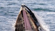 What Has The Worst Breath In The Animal Kingdom?