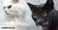 ¿De dónde viene la supuesta mala suerte del gato negro? El origen de la superstición y su vinculación con las brujas y Halloween