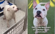 Shelter Dog ‘So Grateful’ To Be Let Out of Kennel