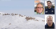 After a harsh winter decimated elk herds in NW Colorado, there is now cautious optimism about their recovery