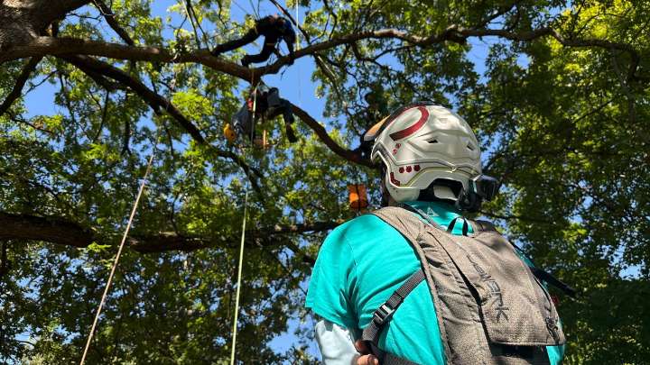 Arborists climb to new heights to preserve Louisville trees
