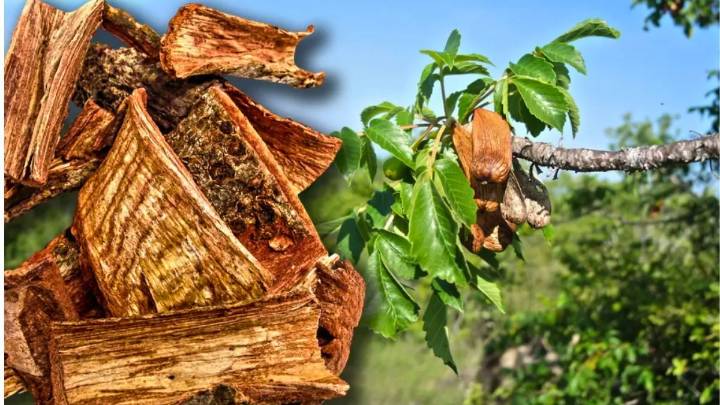 El árbol originario de México cuyo remedio natural promete curar múltiples dolencias