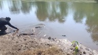 Maharashtra: 13-foot python rescued from farm in Maval's Kalhat