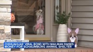 Schaumburg Chihuahua named Frannie, best friend Dan the mailman inspire book, $20K donation to Almost Home Foundation