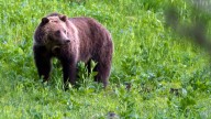 How a few strands of hair are helping to protect Canada’s grizzlies