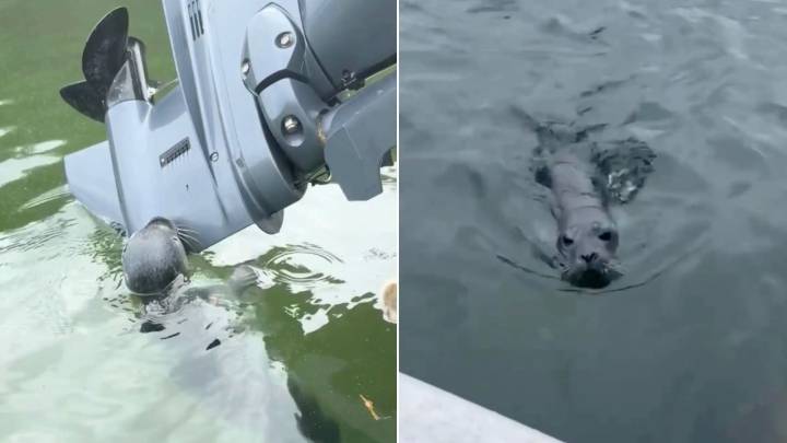 Maine Boaters Spot A Strange Blob On Their Engine And What They Discovered Shocked Them
