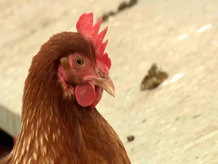Bismarck city commission to consider backyard chickens, again