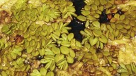 SCDES seeks reports of banned Brazilian plant giant salvinia in South Carolina