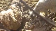 Más de 30 corderos muertos por el ataque de una jauría de perros