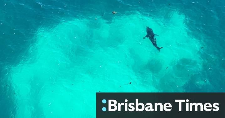 Thursday Island shark attack: Teen in critical condition with abdominal injuries