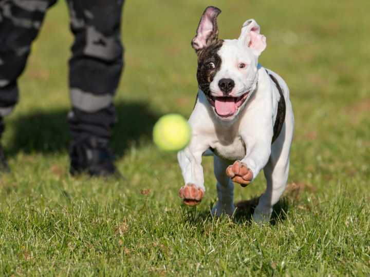¿Los perros son adictos? Un estudio comparó su obsesión con los juguetes con las adicciones en los humanos