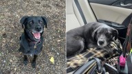 Senior Dog Repeatedly Sent Back To New Jersey Shelter, Yet She Still Believes In Her Happily Ever After