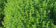 De los campos de San Carlos al mundo: el orégano mendocino estrena sello de identidad