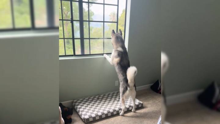 Pregnant Woman In California Notices Her Husky Acting Odd And Discovers The Heartwarming Truth