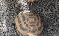 Indiana State Police Seek Public Help Locating Two Critically Endangered Tortoises Stolen from Indianapolis Zoo
