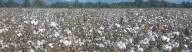 Tiempo de algodón en el ´Plan´ del Norte del Valle