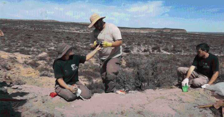 Increíbles hallazgos y pistas de un dinosaurio saurópodo en el tercer día de la expedición del Conicet cerca de Roca
