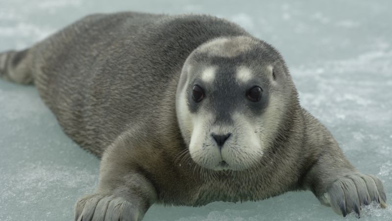 Arctic seals face extinction and birds in decline globally, according to new Red List