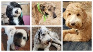 Big Horn County Family Mourns Loss Of Five Dogs Due to Poisoning On BLM Land