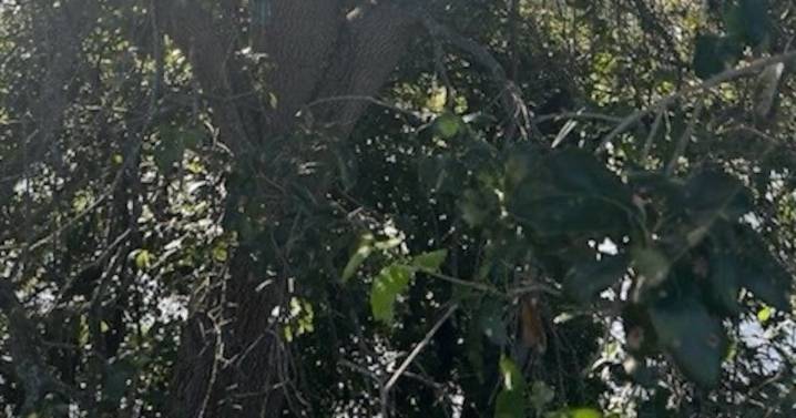 U.S. Secret Service finds hunting stand near Florida Air Force One landing zone