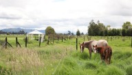 El ICA refuerza sus acciones de control ante brotes de encefalitis equina en Bolívar