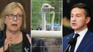 Poilievre chooses words carefully when asked about ostrich cull, May calls for re