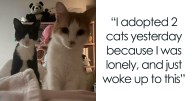 47 Soul-Warming Photos Of Newly Adopted Pets Embracing Their New Homes