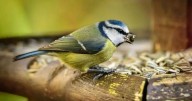 Warning to anyone leaving food out for birds in October as it could be deadly