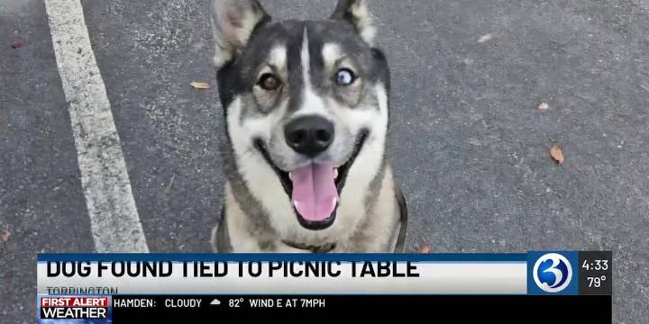 Animal control officers looking for owner of dog left tied to picnic table
