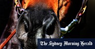 Tips and race-by-race guide for Coonabarabran on Sunday