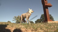 Coyote decoys successfully deter geese at Knoxville park