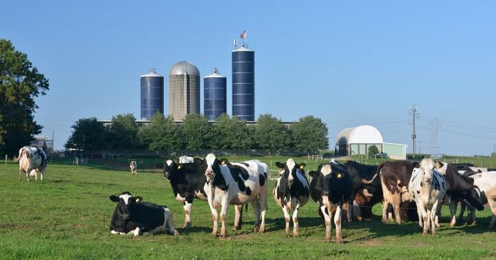 USDA Tool Shields Dairies From Volatile Beef Markets