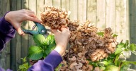 Four plants that UK gardeners 'must prune' before November