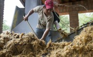 Proponen emplear el bagazo de agave como combustible sustentable