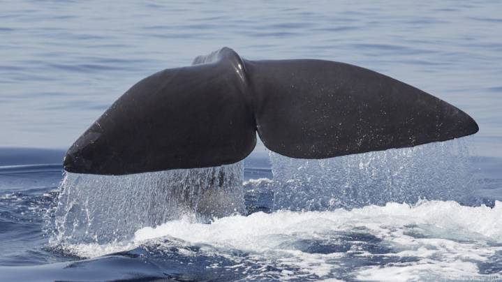 A List of Famous Dicks Who Are Not Mennonite