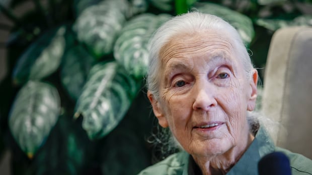 Many in Toronto mourn loss of Jane Goodall as they remember her work on chimpanzees
