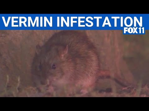 Los Angeles dealing with significant rat problem