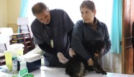 Más de 200 mascotas fueron vacunadas contra la rabia durante operativo en Quilpué