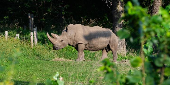 First rhinos arrive at Saint Louis Zoo WildCare Park