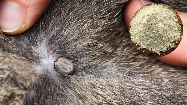 Cómo utilizar la tierra de diatomeas para eliminar las garrapatas en tu mascota